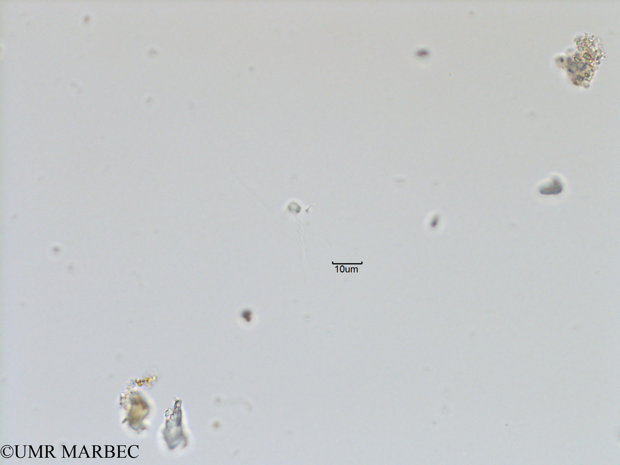 phyto/Bizerte/bizerte_bay/RISCO November 2015/Mamiella sp (ancien Microflagellé 15 -Baie_T5-ACW1-Flagelle inf10-3).tif(copy).jpg